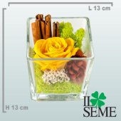 Square Glass Pot arrangement with Stabilized Rose