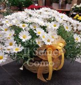 Basket of Daisies