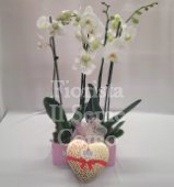 White Orchid with chocolate