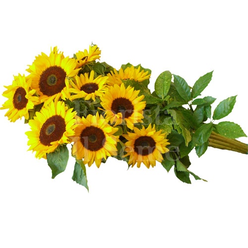 Foto Long stem sunflower bouquet