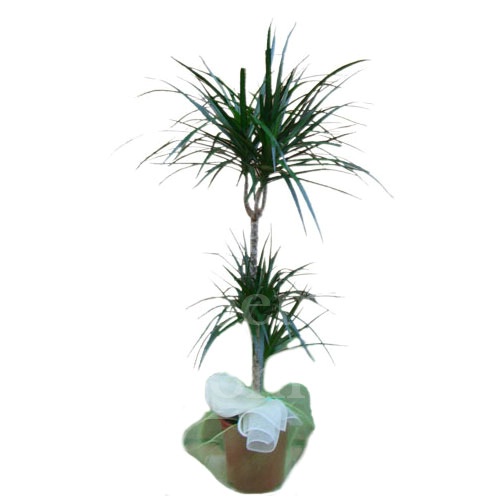 Foto Dracaena marginata