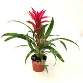 Guzmania