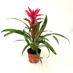 Foto Guzmania 