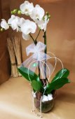 Phaleonopsis Orchid