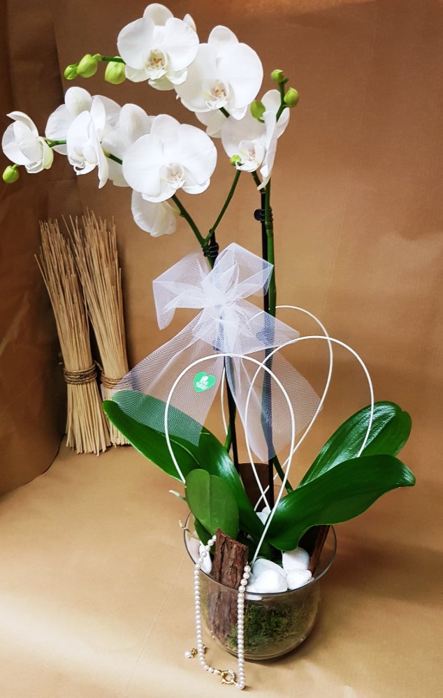 Foto Orchidea Phaleonopsis