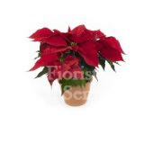Stella di Natale (poinsettia)