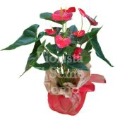 Anthurium