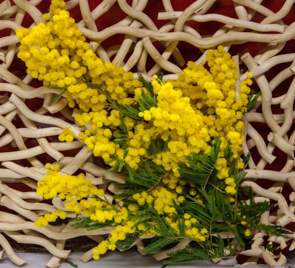 Foto Bouquet mimosa