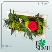 Composizione rosa stabilizzata incorniciata