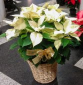 Stella di Natale in cesto