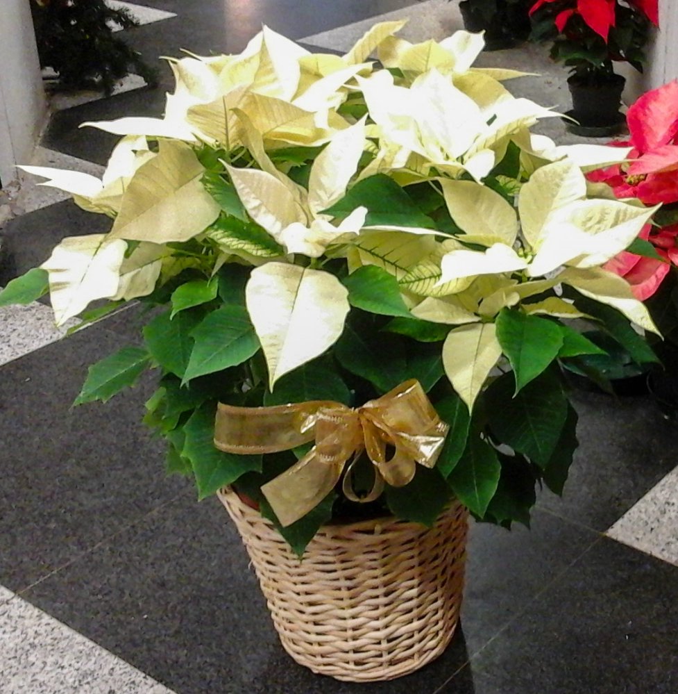 Foto Poinsettia basket arrangement