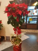 Stella di Natale ad alberello