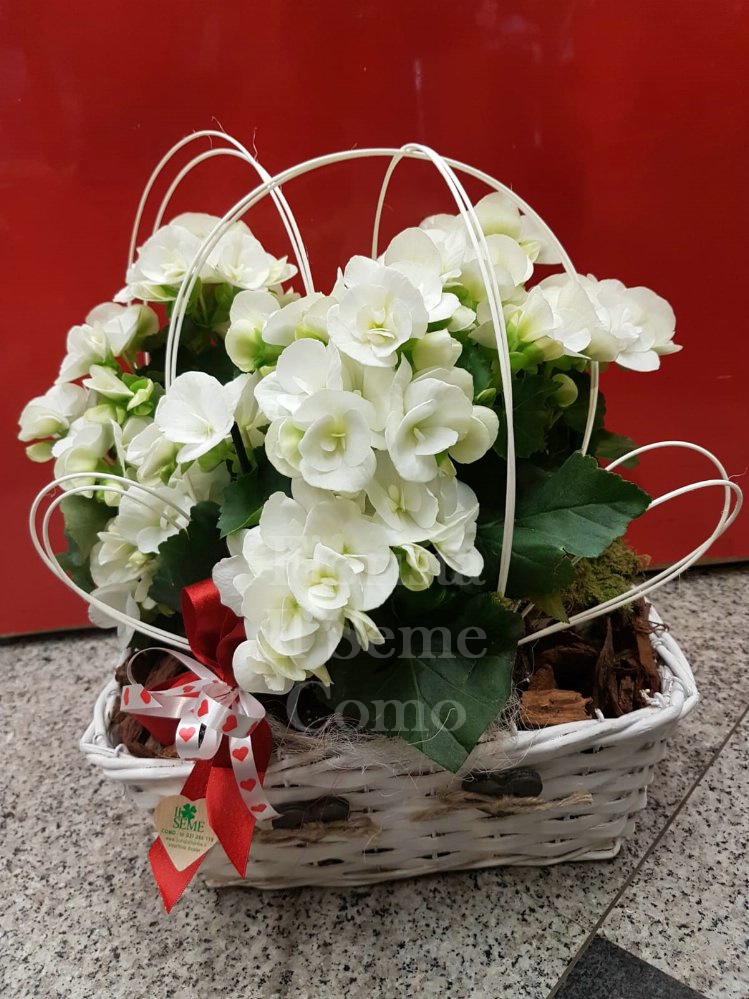 Foto Basket of Begonia 