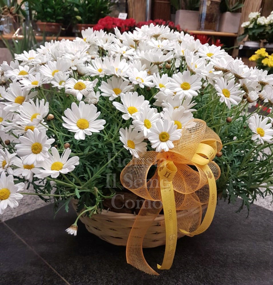 Foto Basket of Daisies