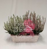 Cesto Erica bianca e rosa