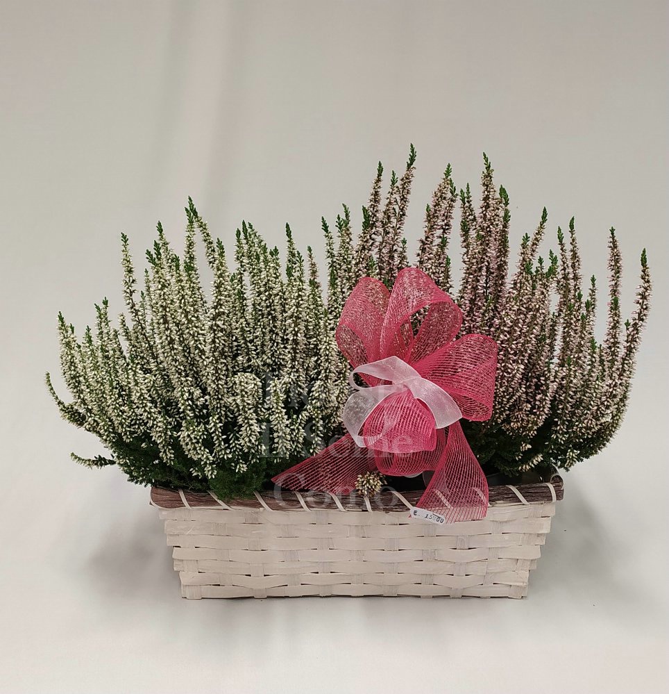 Foto Cesto Erica bianca e rosa