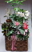 Square basket with Flowering Plants