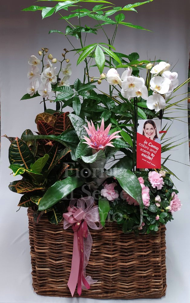 Foto Square basket with Flowering Plants