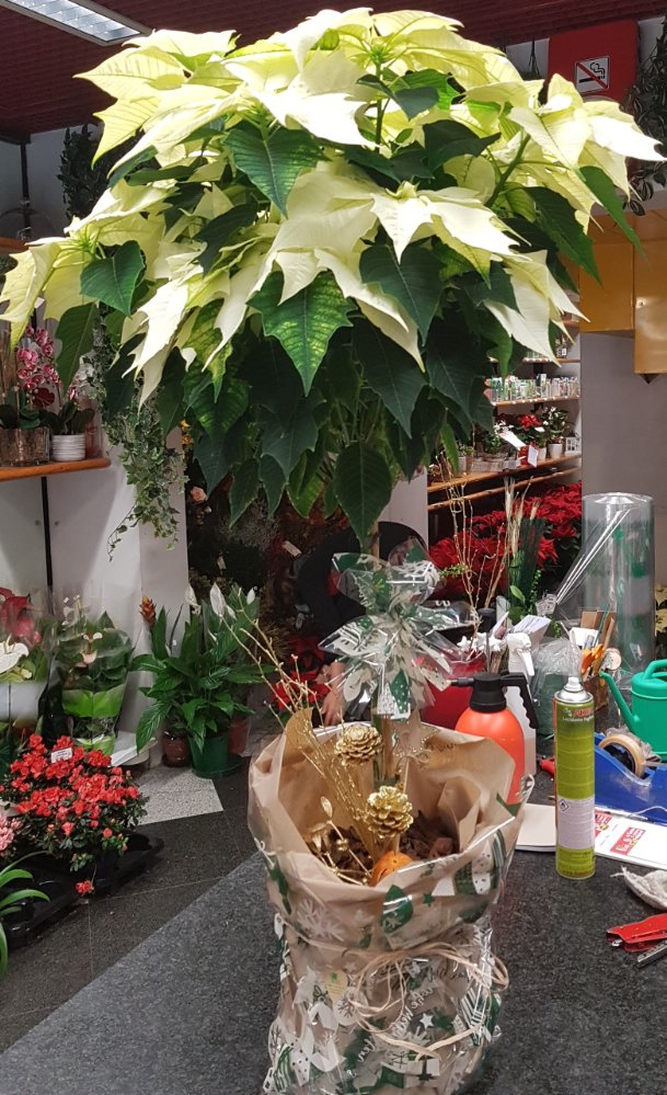 Foto Stella di Natale alberello bianca