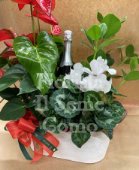 Basket with flowering Plants and White Sparkling Wine 