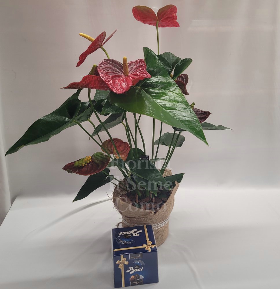 Foto Anthurium with chocolate