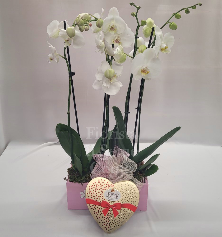 Foto Orchidea bianca con cioccolatini